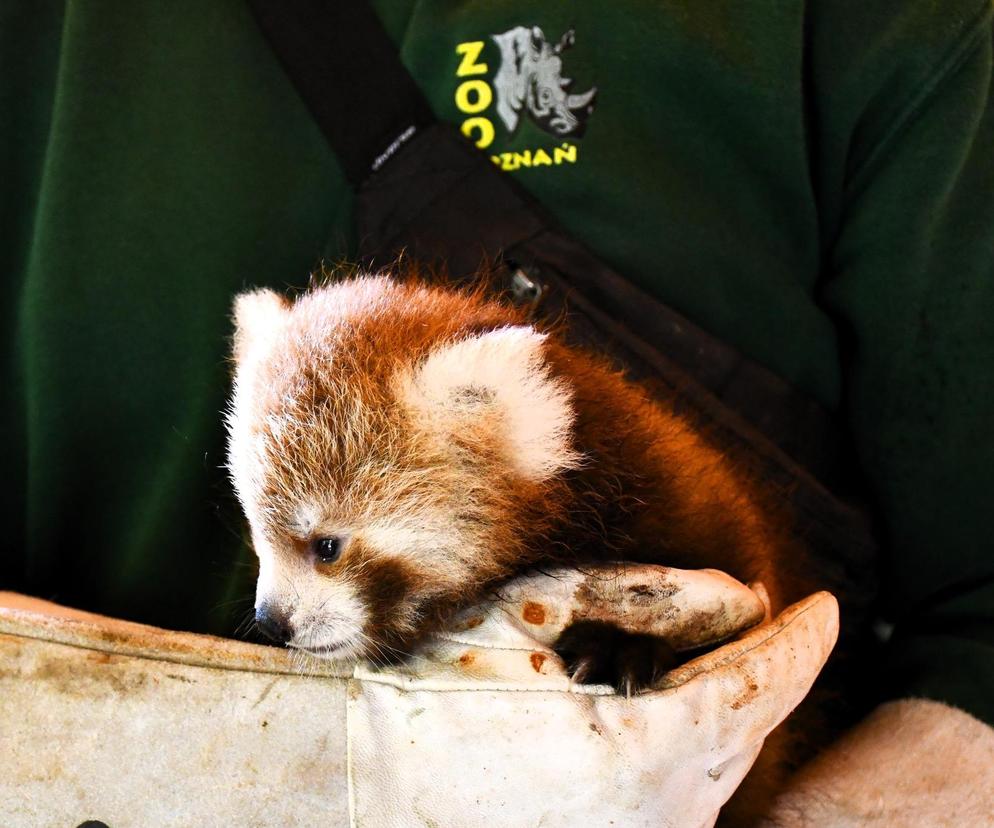 Cud narodzin w poznańskim zoo! Czekali na to ponad 20 lat