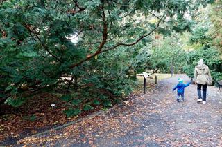 Chodźcie z nami na spacer po Ogrodzie Botanicznym UKW w Bydgoszczy. To ostatnia szansa!