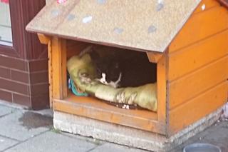 Kot Gacek ze Szczecina