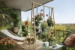 Rośliny na balkon. Jak sadzić i pielęgnować rośliny w pojemnikach