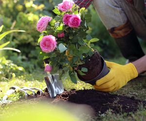 Kiedy przesadzać stare róże? Są dwa terminy, ale jeden jest zdecydowanie najlepszy