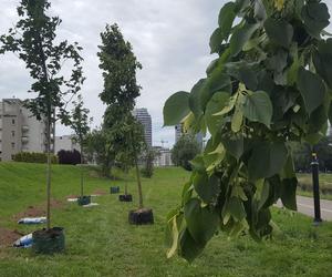 Mieszkańcy Rzeszowa posadzili nowe drzewa. Dadzą cień i zazielenią przestrzeń! 