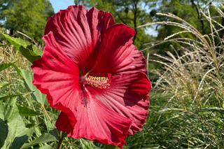 Hibiskus bagienny kwitnie długo i ma kwiaty większe od dłoni! Jak go uprawiać?