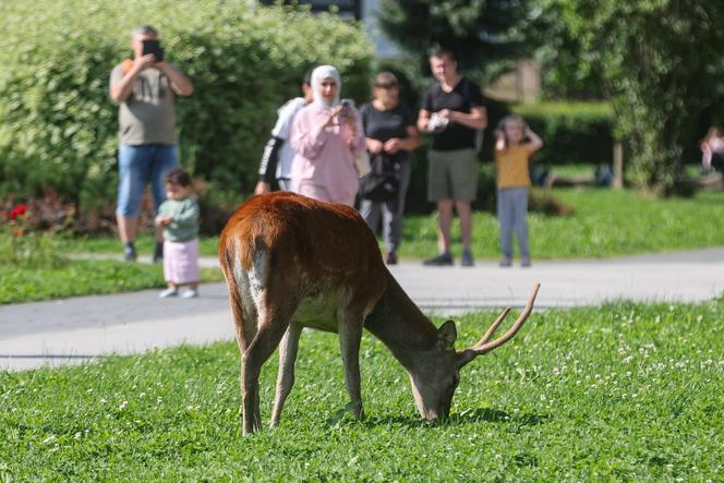 Łanie i jelenie w Zakopanem