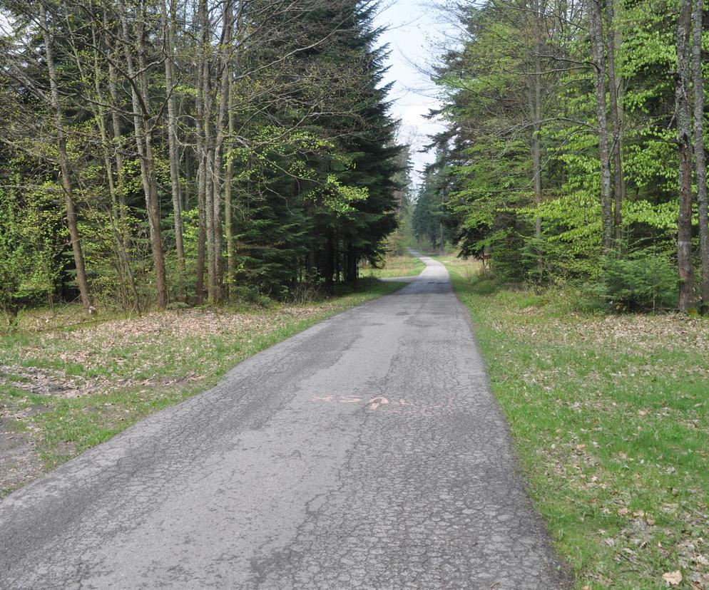 Lasy Suchedniowskie jak Białowieża. Będzie nowy rezerwat? Galeria zdjęć