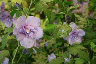 Ketmia syryjska 'Blue Chiffon'