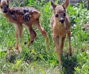 Zoo to nie azyl dla porzuconych zwierząt. Powiatowy Lekarz Weterynarii apeluje!