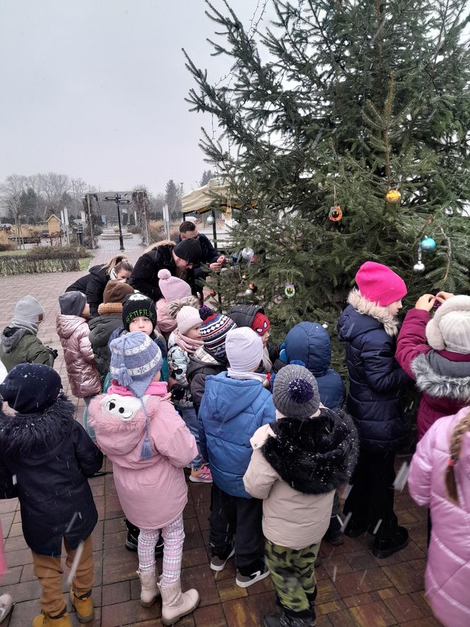 Na rynku w Mordach stanęła choinka