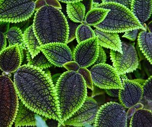 Pilea involucrata. Kwiat przyjaźni, który pięknie wygląda w każdym wnętrzu
