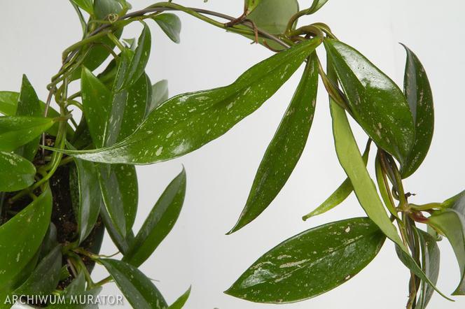 Hoja