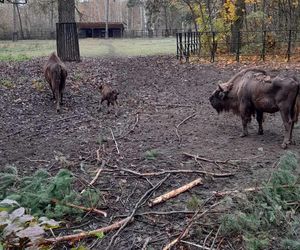 Młodą żubrzyczką w bydgoskim zoo opiekują się babcia i mama. Ona jest od chmur zawracania!