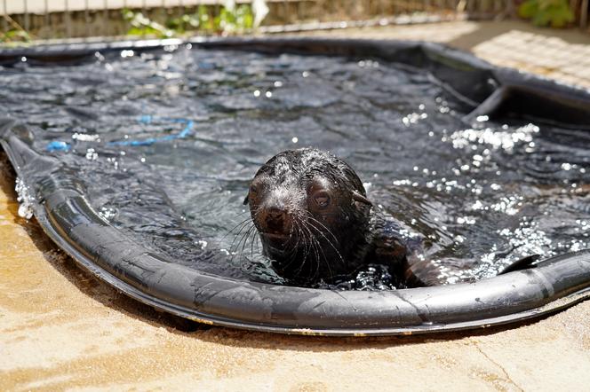 W ZOO Wrocław na świat przyszedł prawdziwy MODEL! Zobaczcie, jak pozuje młodziutki kotik