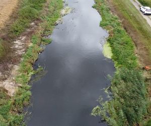Przyducha w rzece Elbląg i mniejszych rzekach. Wyłowiono ponad 150 kg śniętych ryb 