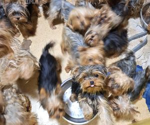 Nie żyje właścicielka pseudo hodowli w Bydgoszczy! 85 psów żyło w strasznych warunkach