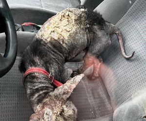 Studentka prawa nie pomogła psu