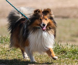 Owczarek szetlandzki (sheltie)