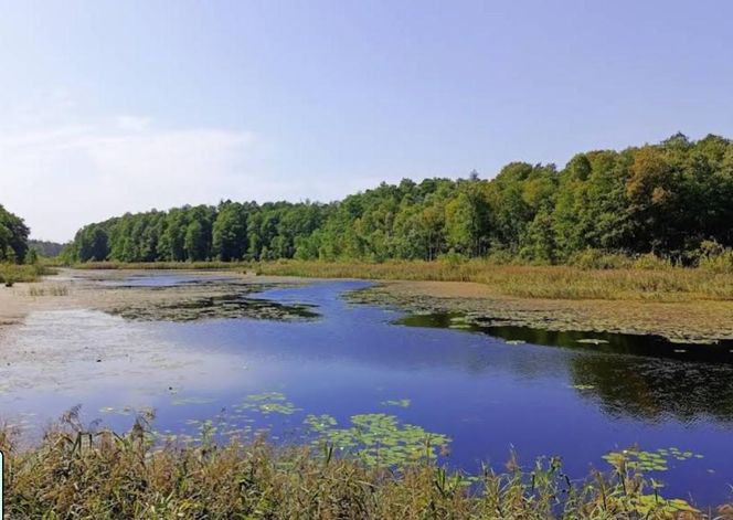 Puszcza Białowieska to idealny pomysł na odwiedziny jesienią