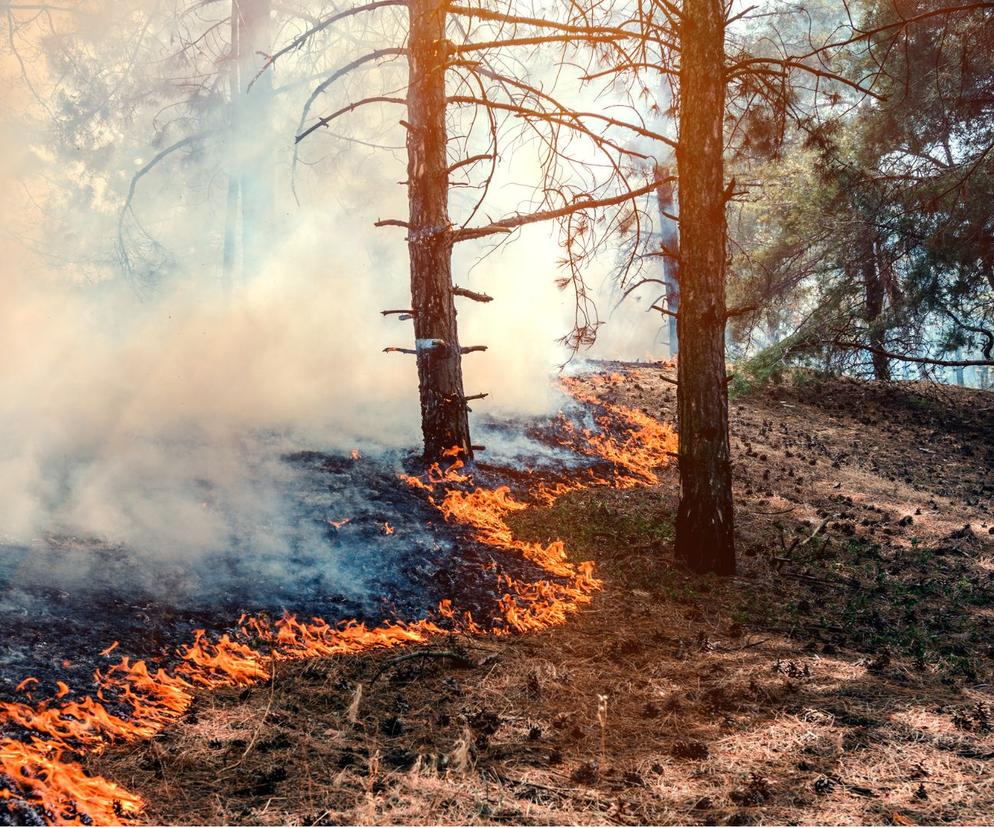 Zniszczyli ponad 50 tys. hektarów lasów. 48 osób zatrzymanych w związku z pożarami latem