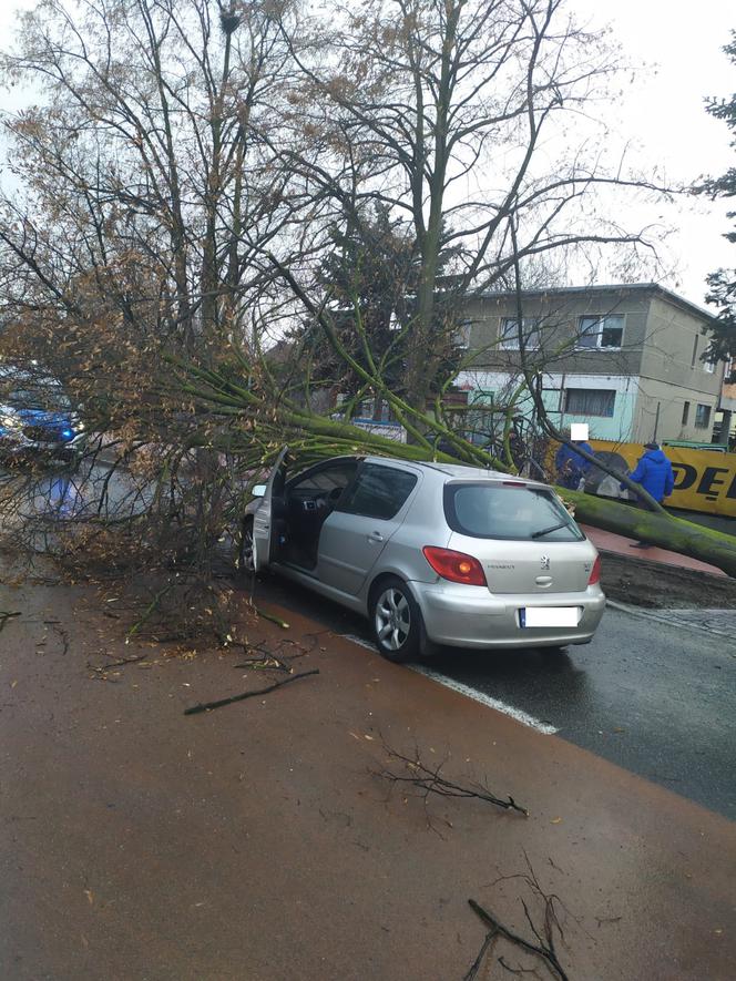 W Lesznie wiatr powalił drzewo na samochód 
