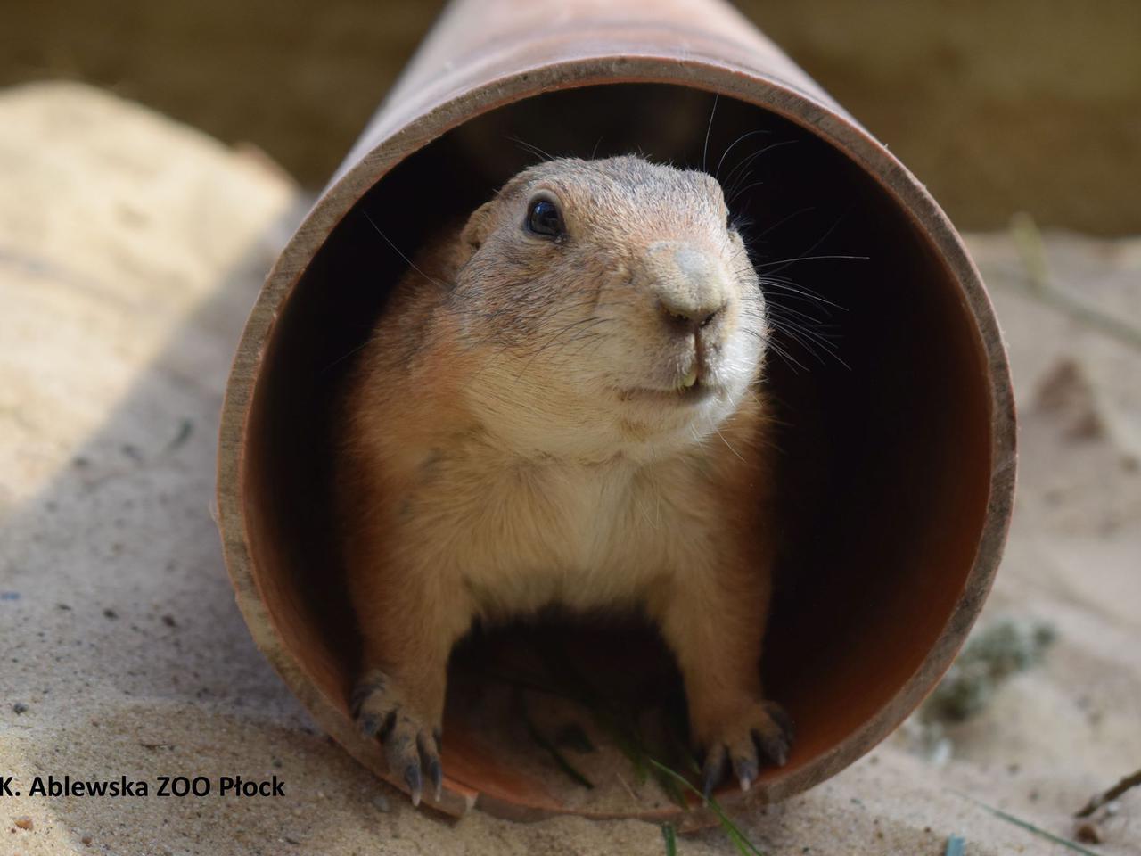 Urocze gryzonie w zoo! Do płockiego ogrodu wprowadzili się nowi mieszkańcy