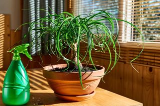 Beaucarnea recurvata