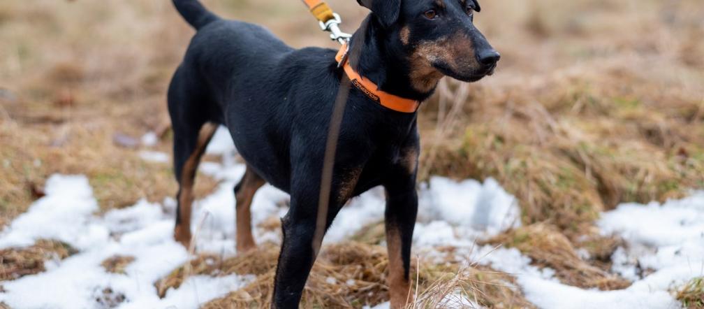 Zagoniła się do lisiej nory