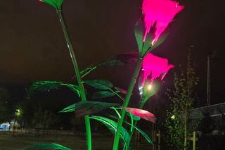 Świecące róże w Kostrzynie