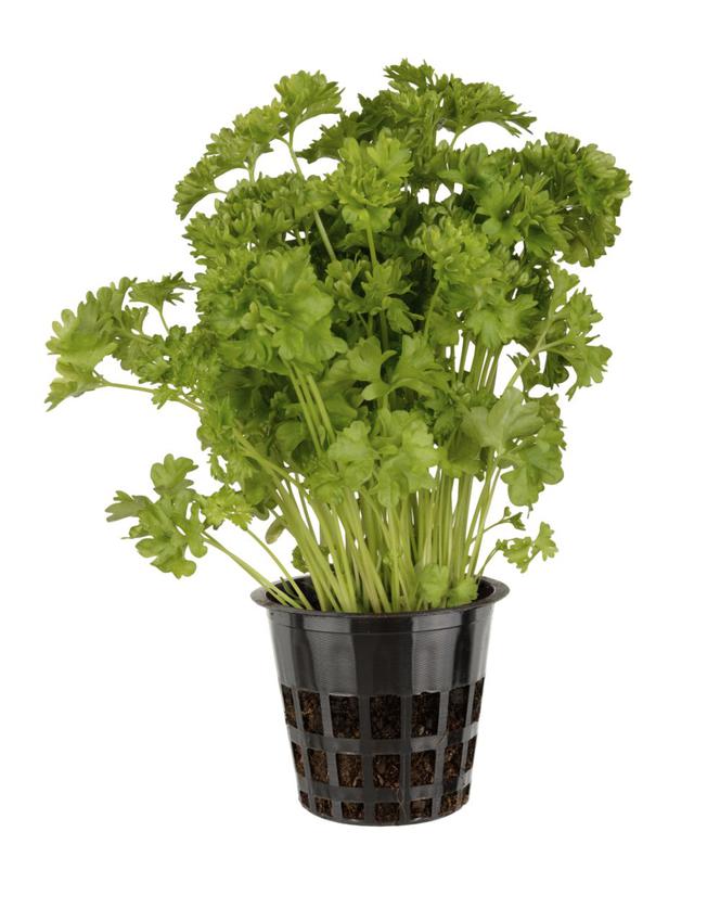 Pietruszka naciowa - Petroselinum crispum subsp. crispum