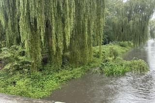 Brynica woj. śląskie - Sosnowiec, Stawiki