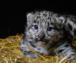 Spójrzcie na te słodkie oczka! Młode pantery śnieżne przyszły na świat w ZOO Wrocław