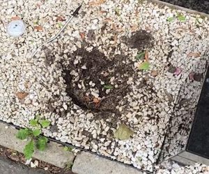 Złodziej na grobie syna Sylwii Peretti. Szok, co zabrał!