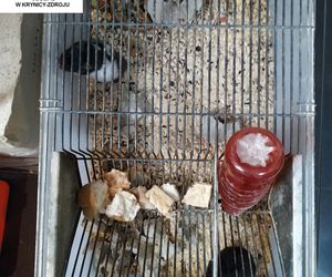 Dramatyczna interwencja w sklepie zoologicznym na Śląsku. Zwierzęta przetrzymywane w skandalicznych warunkach