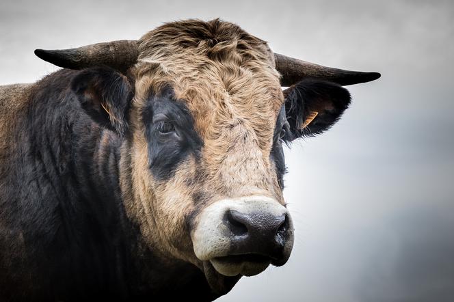 Po gdyńskich lasach grasuje... byk! 300- kilogramowe zwierzę uciekło z gospodarstwa 