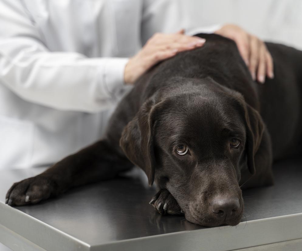 Wirus ptasiej grypy u psów. Pierwsze zakażenia
