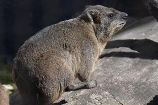 Nowe zwierzęta w zamojskim zoo: góralek przylądkowy