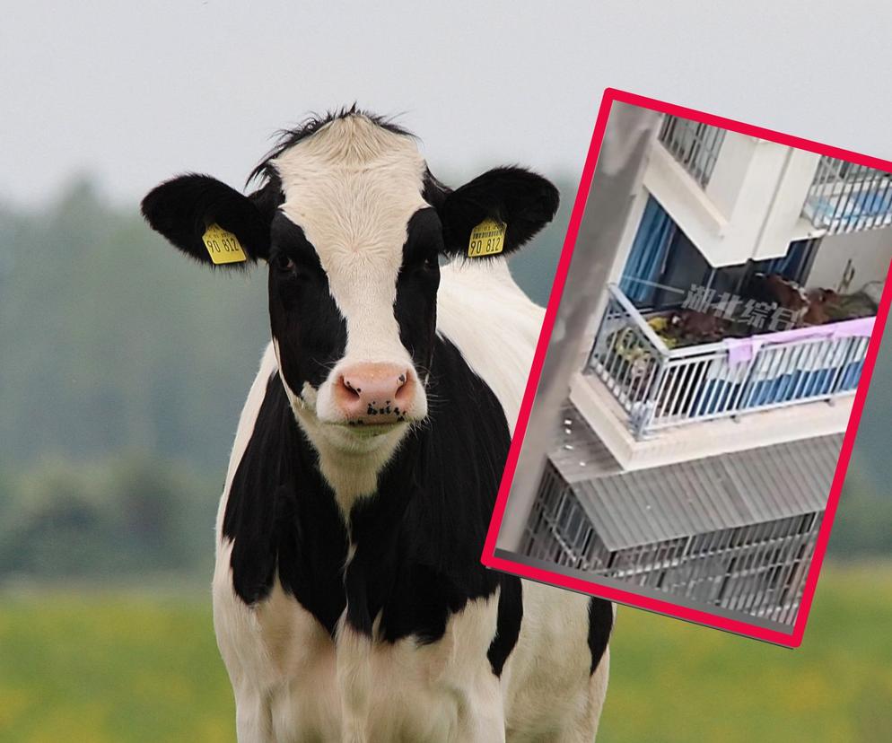 Mieszkał z bydłem! Krowy muczały sobie na balkonie
