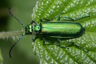 Jadowite zwierzęta występujące w Polsce
