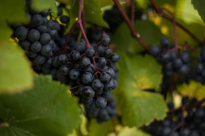 Paweł Szczoczarz oprowadził nas po winnicy Carolus