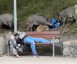 Śpiący królewicz z Gdyni. Nawet dzika impreza dzików nie zmąciła jego snu [WIDEO]