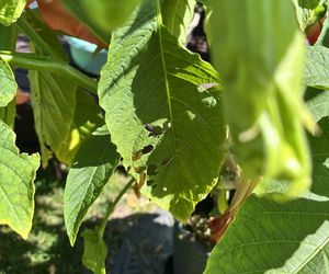 Rośliny, które lubią ślimaki: datura