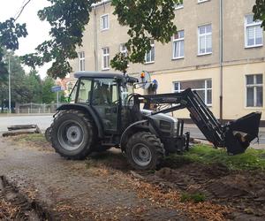 Bukszpany zrobiły miejsce na nowy pomnik w Lesznie. Poświęcony będzie żołnierzom generała Józefa Hallera