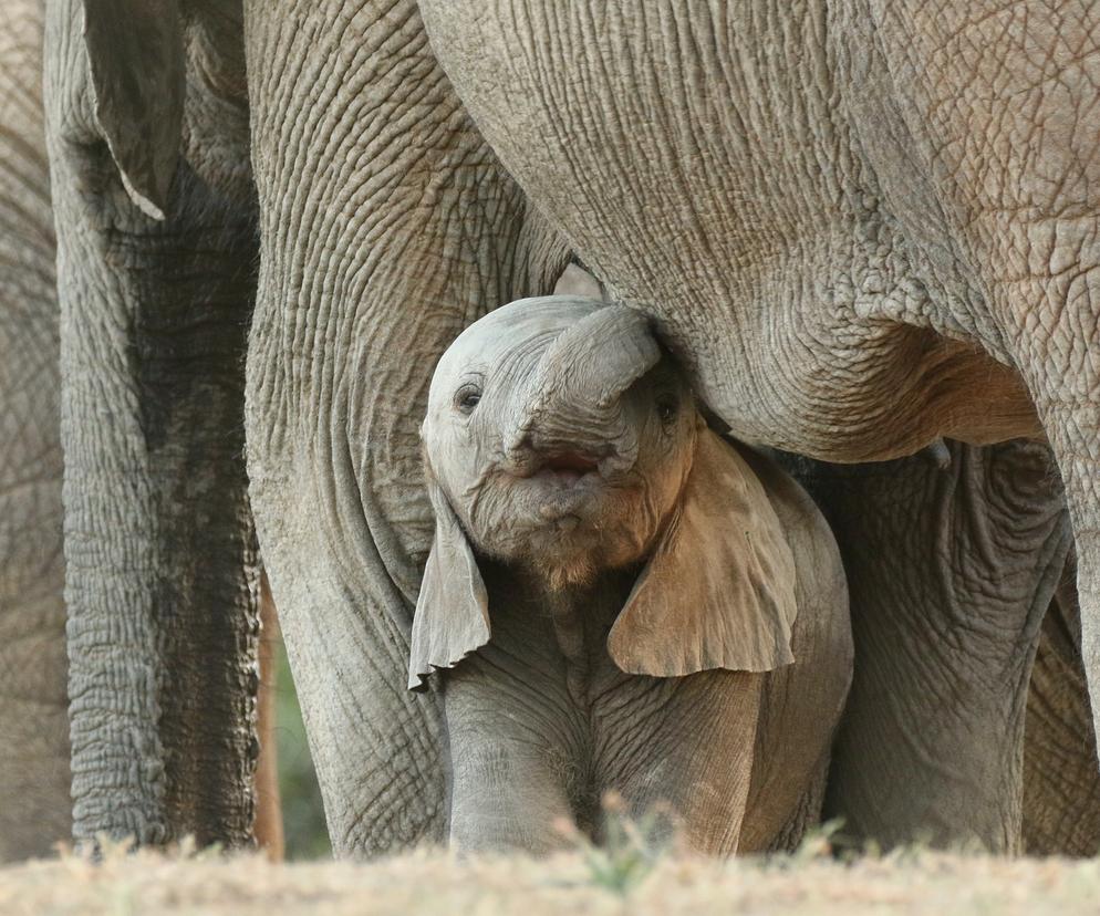 Zostań opiekunem słoni i nosorożców. Warszawskie ZOO szuka pracowników