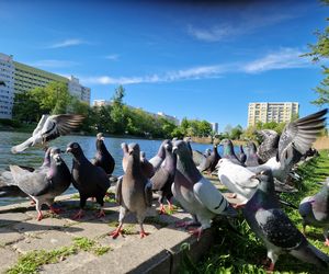 Ptasi Bufet nad bydgoskim Balatonem. Tak mieszkańcy karmią z głową!