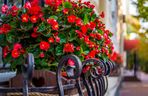Begonia na balkonie
