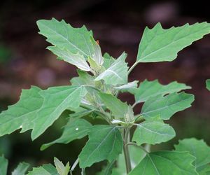 Komosa biała (lebioda)