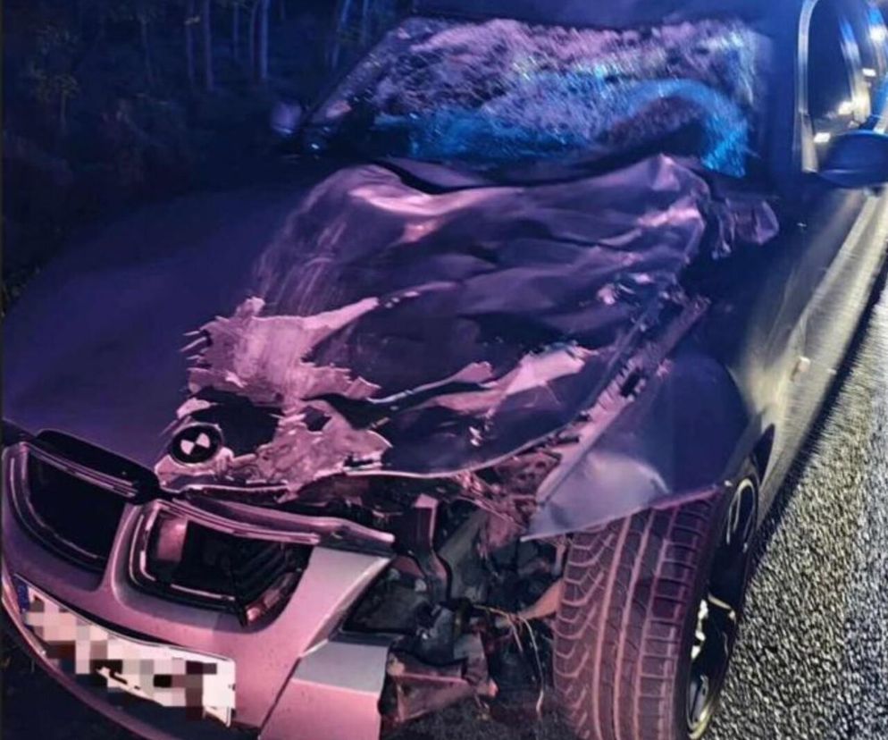 Leszno: Jeleń uderzył w rozpędzone BMW. Policja apeluje o ostrożność na drogach