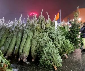 Duże i małe i nawet te kłujące. Choinki już można kupić w sklepach