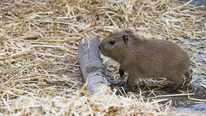 Kapibara z wrocławskiego zoo