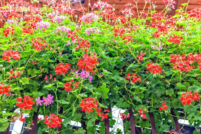 Pelargonia bluszczolistna