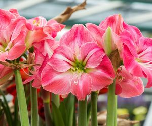 Hippeastrum